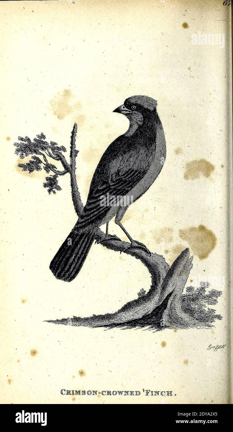 Allgemeine Zoologie oder systematische NaturgeschichteLondon, gedruckt für G. Kearsley,1800-1826. https://biodiversitylibrary.org/page/46392670 Stockfoto
