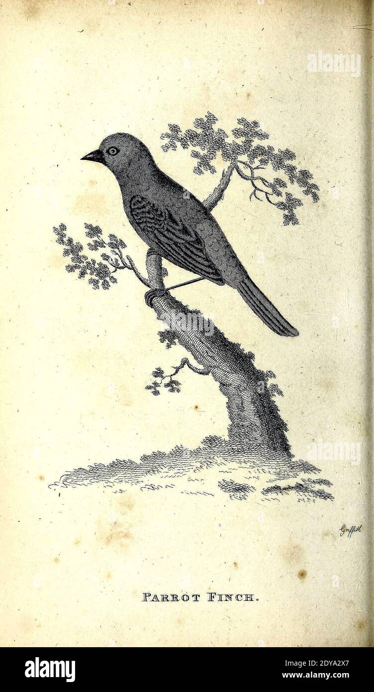 Allgemeine Zoologie oder systematische NaturgeschichteLondon, gedruckt für G. Kearsley,1800-1826. https://biodiversitylibrary.org/page/46392664 Stockfoto
