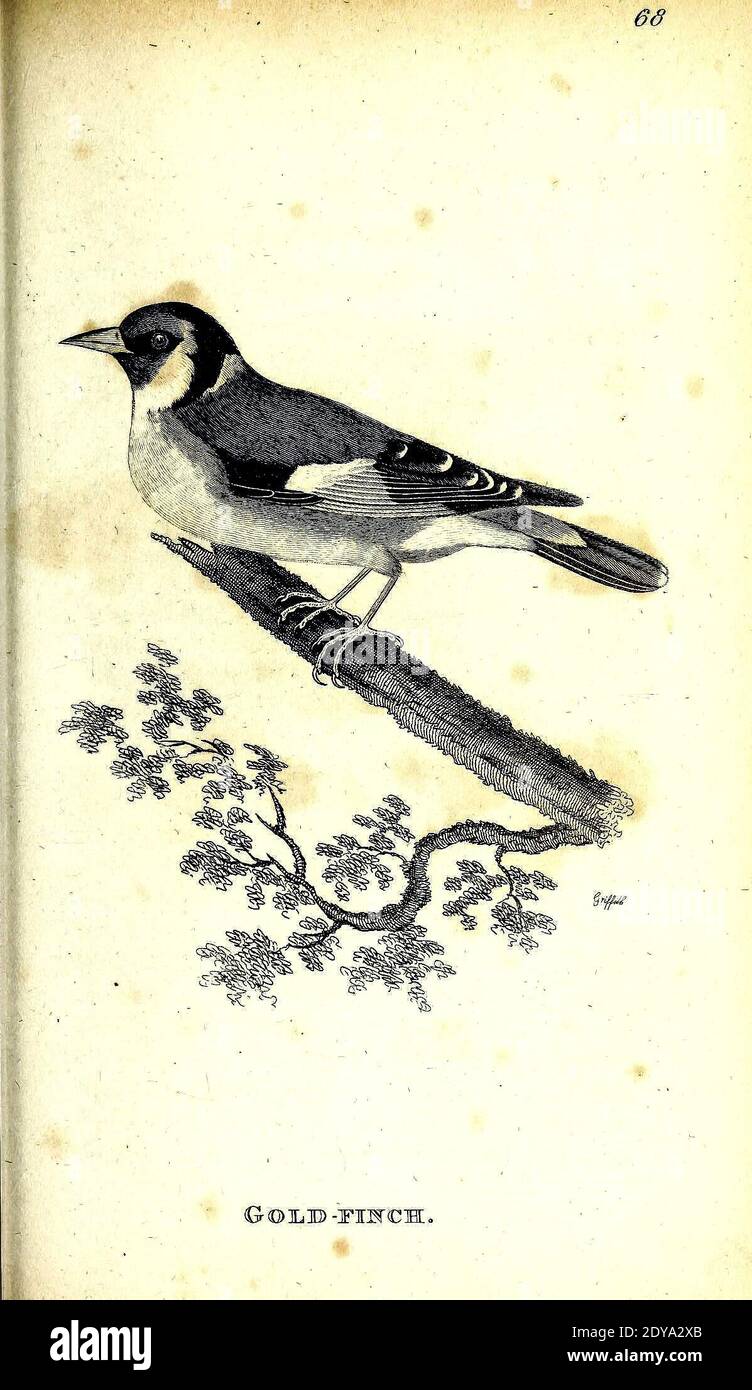 Allgemeine Zoologie oder systematische NaturgeschichteLondon, gedruckt für G. Kearsley,1800-1826. https://biodiversitylibrary.org/page/46392681 Stockfoto