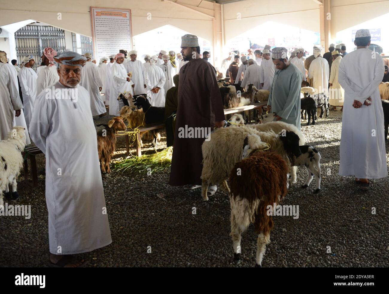 Der lebhafte Rindermarkt am Donnerstag in Sinaw, Oman. Stockfoto