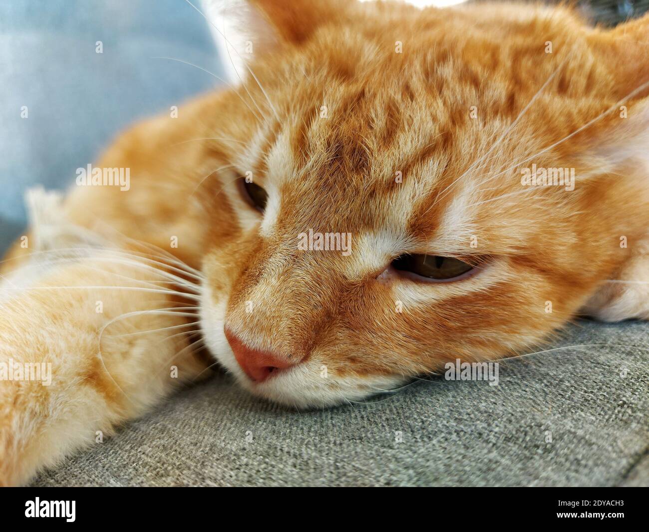 Schnauze einer Ingwer dößenden Katze Stockfoto