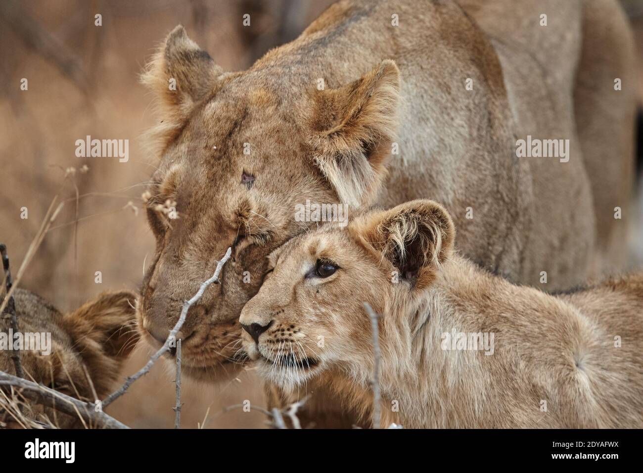 Asiatische Löwin mit ihrem Jungen im Gir-Wald, Indien. Stockfoto