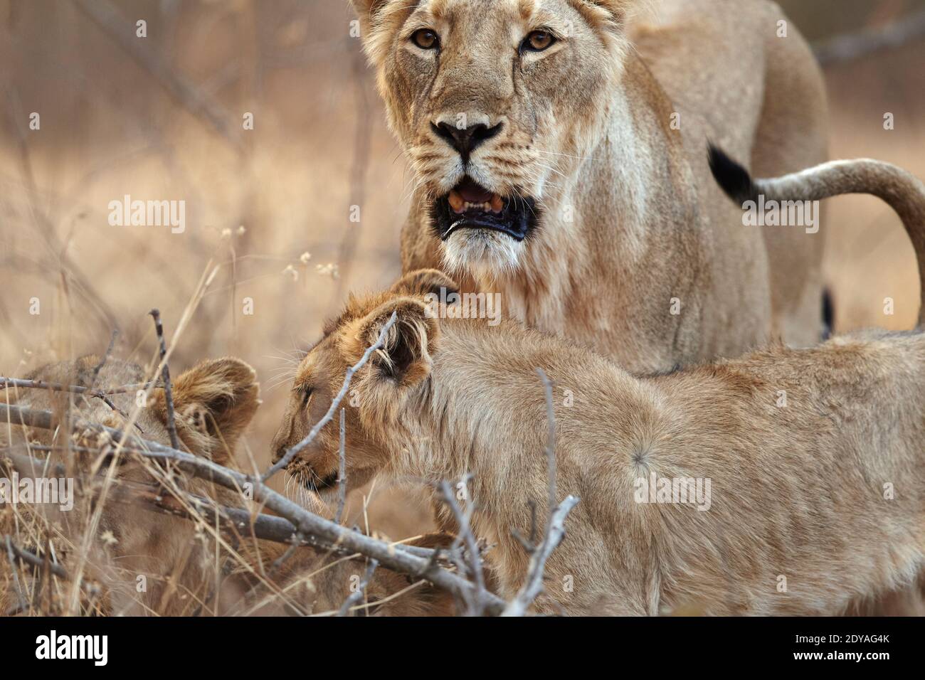 Asiatische Löwin mit ihrem Jungen im Gir-Wald, Indien. Stockfoto