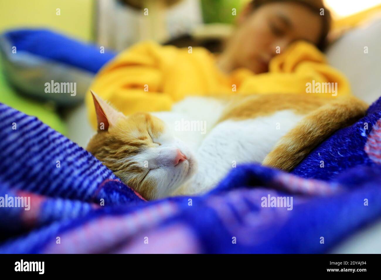 Ingwer Katze schlafen mit Frau glücklichen Moment im Winter Stockfoto