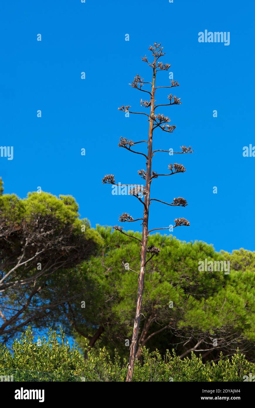 Amerikanische Agave blhend (Agave americana), Maguey, Insel Elba, Toskana,  Italien Stockfotografie - Alamy