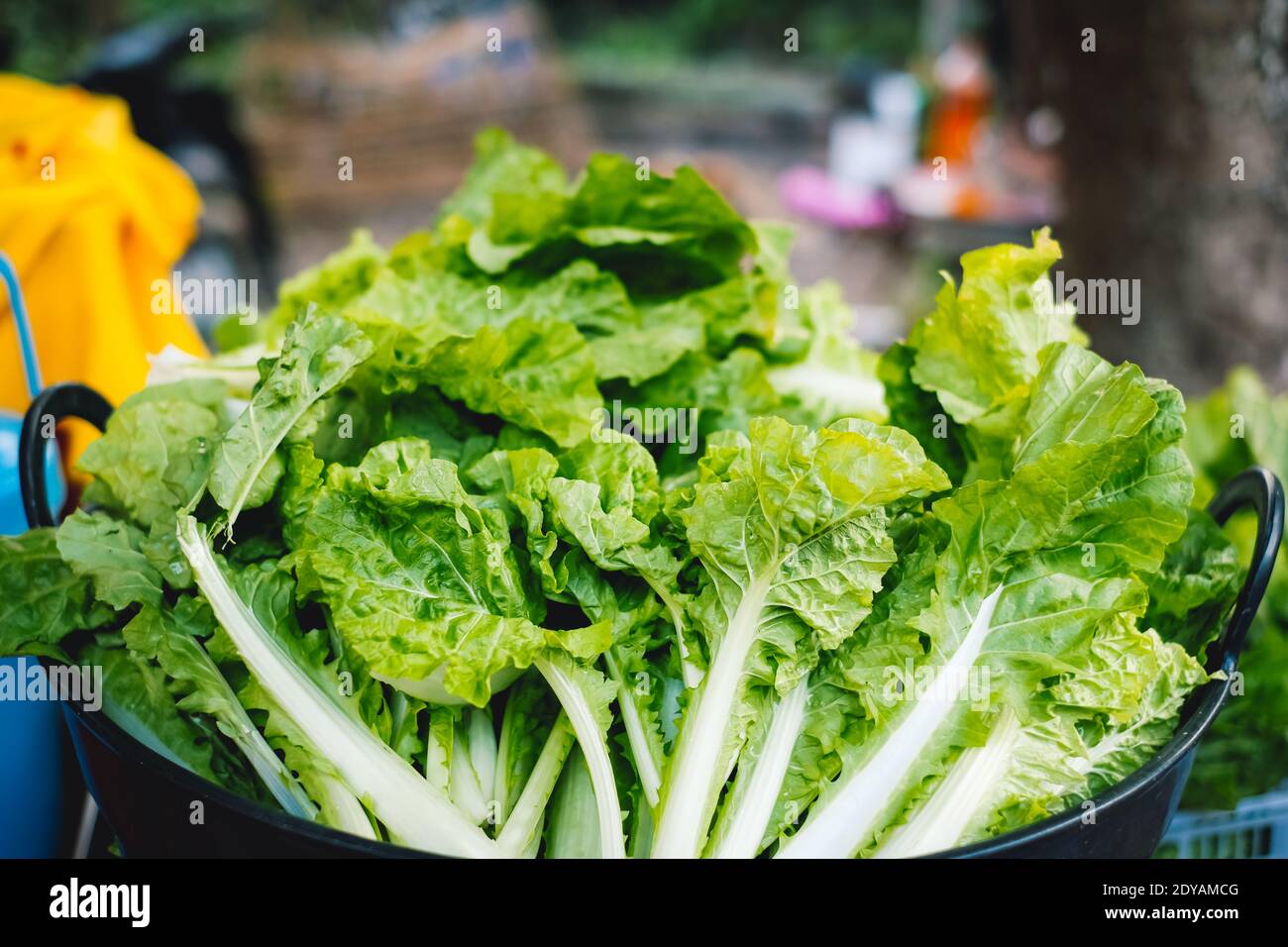 Frisches Salatgemüse aus der ländlichen Pflanzenwirtschaft in der asiatischen Landschaft geerntet. Stockfoto