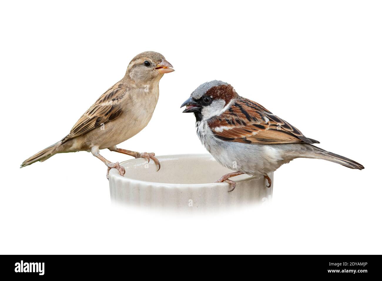 Männliche und weibliche Haussparrow auf einer Futterschale sitzen Isoliert auf weißem Hintergrund Stockfoto