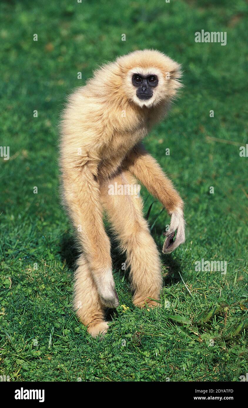 White-Handed Gibbon, Hylobates Lar, Erwachsenen stehen auf Hind Beine Stockfoto