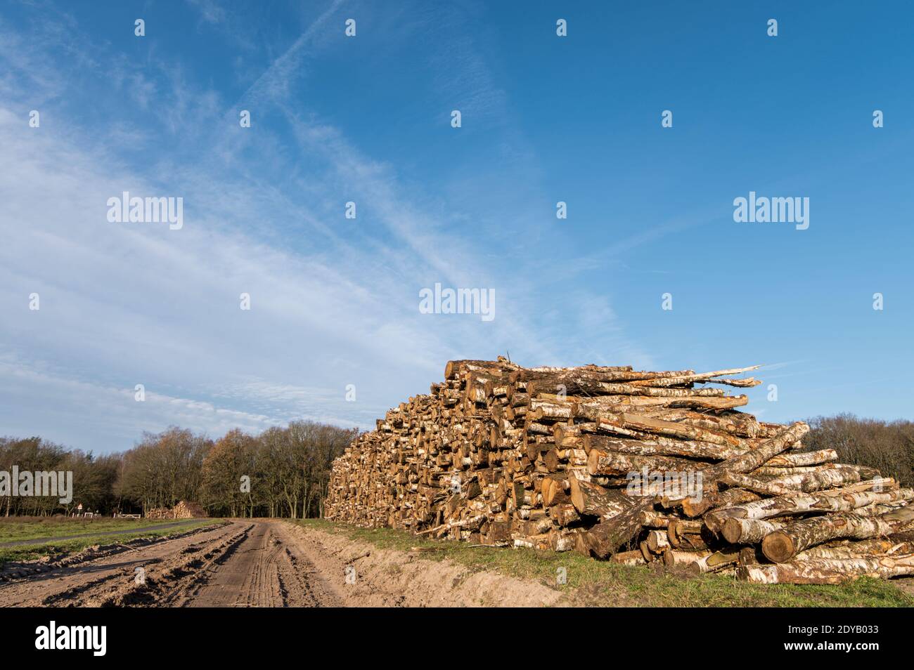 Haufen mit Baumstämmen nach dem Holzeinschlag und Entwaldung in der Natur Beibehalten Stockfoto