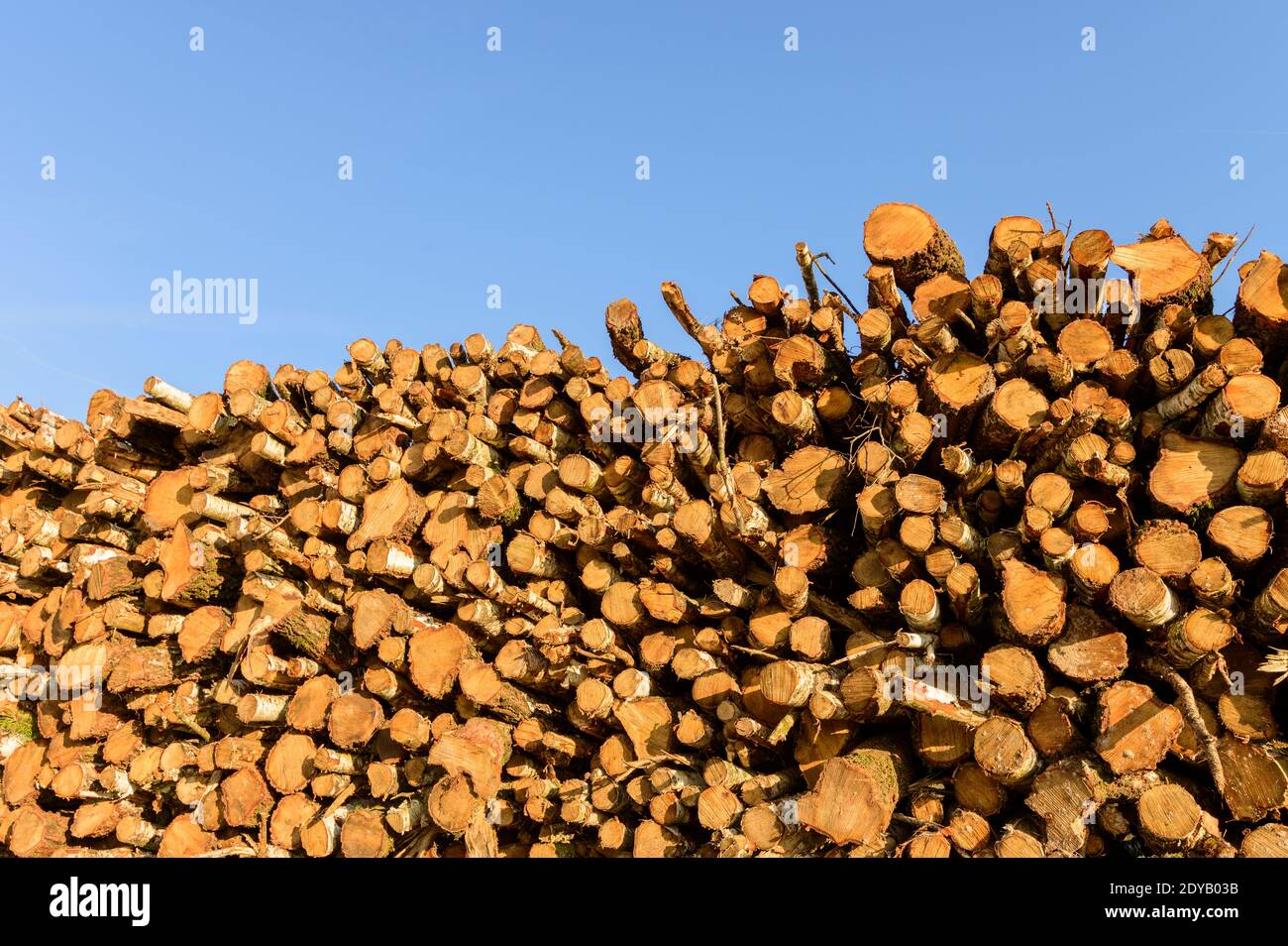 Haufen mit Baumstämmen nach dem Holzeinschlag und Entwaldung in der Natur Beibehalten Stockfoto