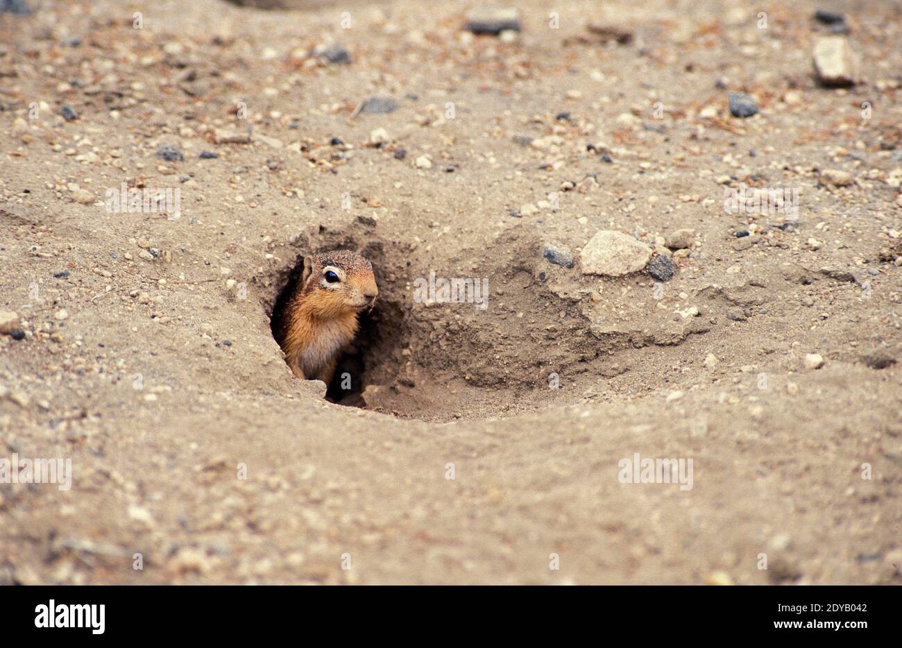 Bleiche Grundeichhörnchen, Xerus Rutilus, Erwachsener an Den Eingang, Kenia Stockfoto
