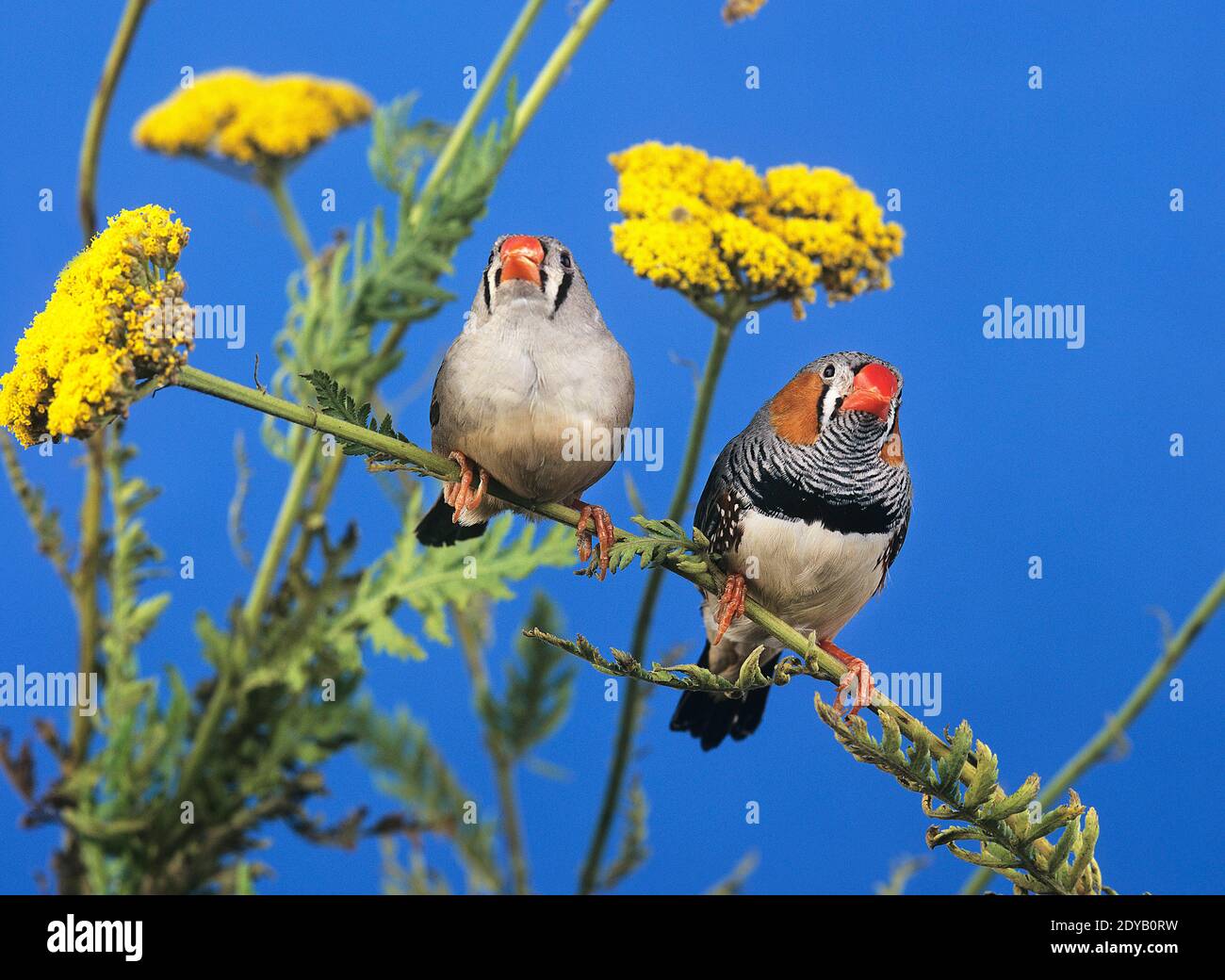 Zebrafinken, taeniopygia guttata, Paar Stockfoto