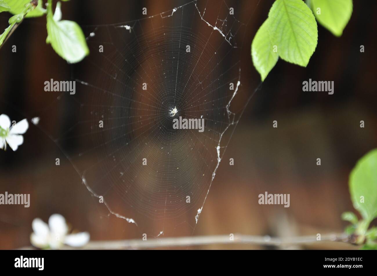 Kleine Spinne auf einem Netz aus Laub und Blumen. Hochwertige Fotos Stockfoto