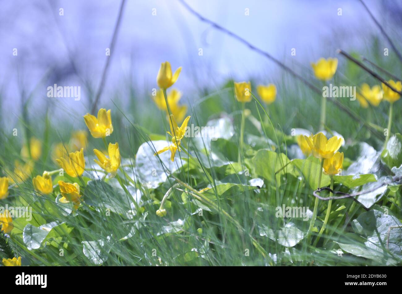 Frühlingsblumen, Frische, leuchtend grüne Pflanze mit Blumen und Tau. Hochwertige Fotos Stockfoto