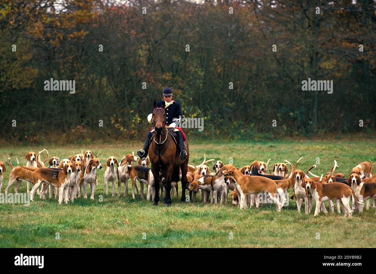 Fuchsjagd mit Pack Poitevin Hunde und große anglo-französischen Hounds Stockfoto