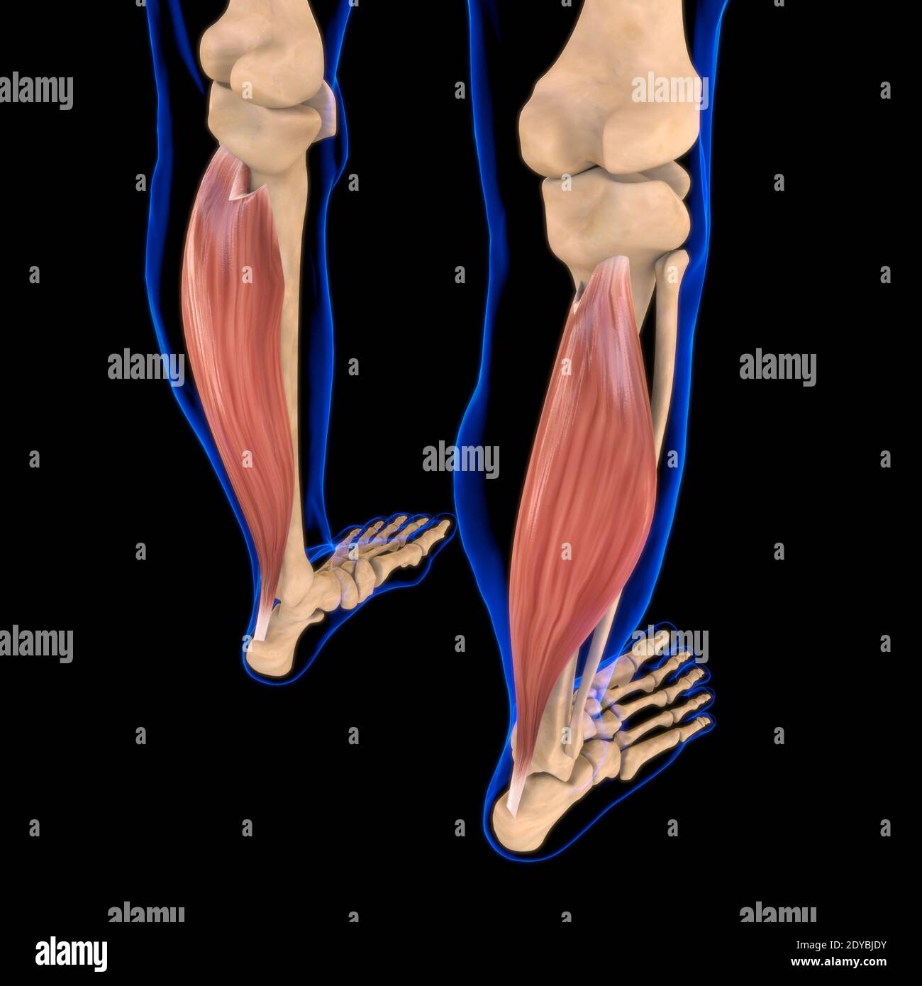 3D-Illustration, Muskel ist ein Weichgewebe, Muskelzellen enthalten Proteine, wodurch eine Kontraktion, die sowohl die Länge und die Form ändert Stockfoto