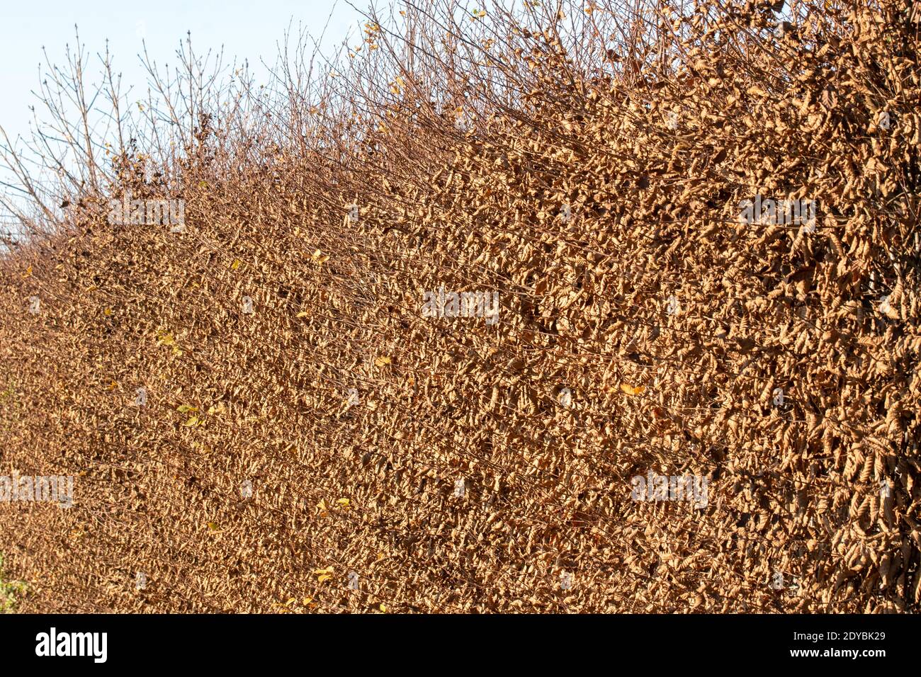 Buchenhecke im Herbst, Winter mit seinem braunen und trockenen Laub. Stockfoto