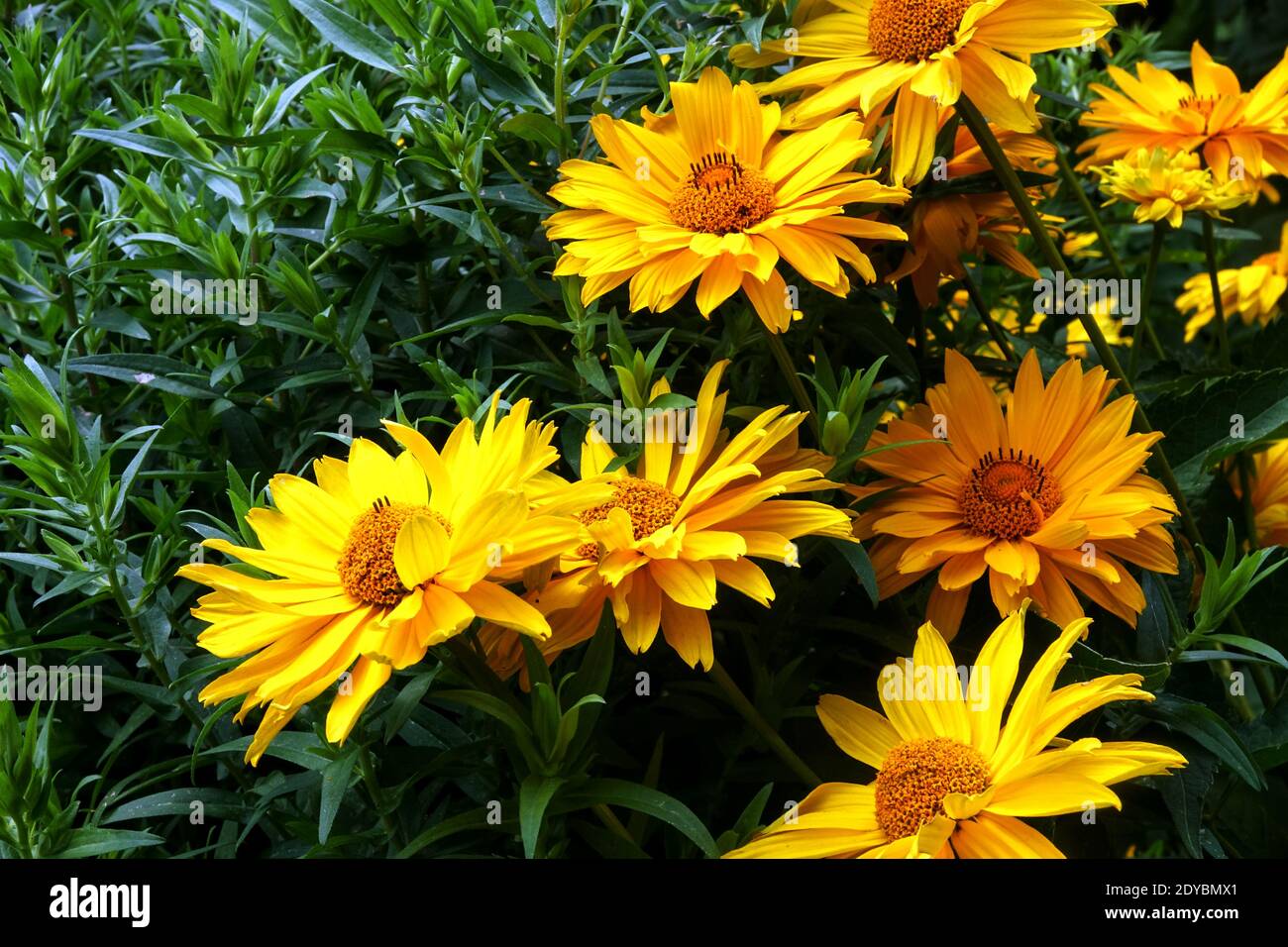 Heliopsis helianthoides scabra 'Mars' Falsche Sonnenblume Stockfoto