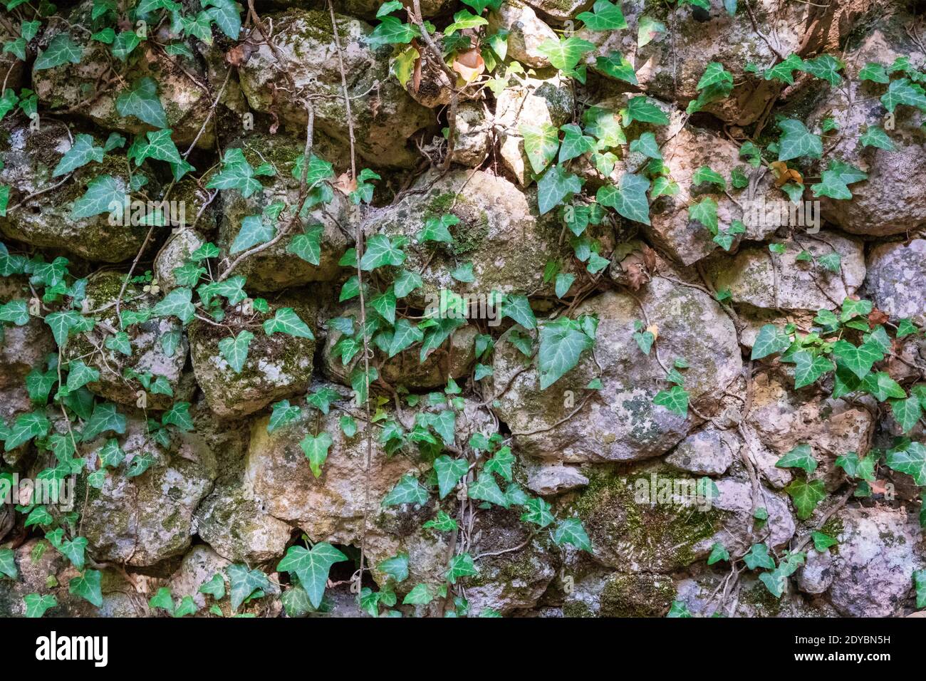 Alte Mauer mit Efeu überwuchert Stockfoto