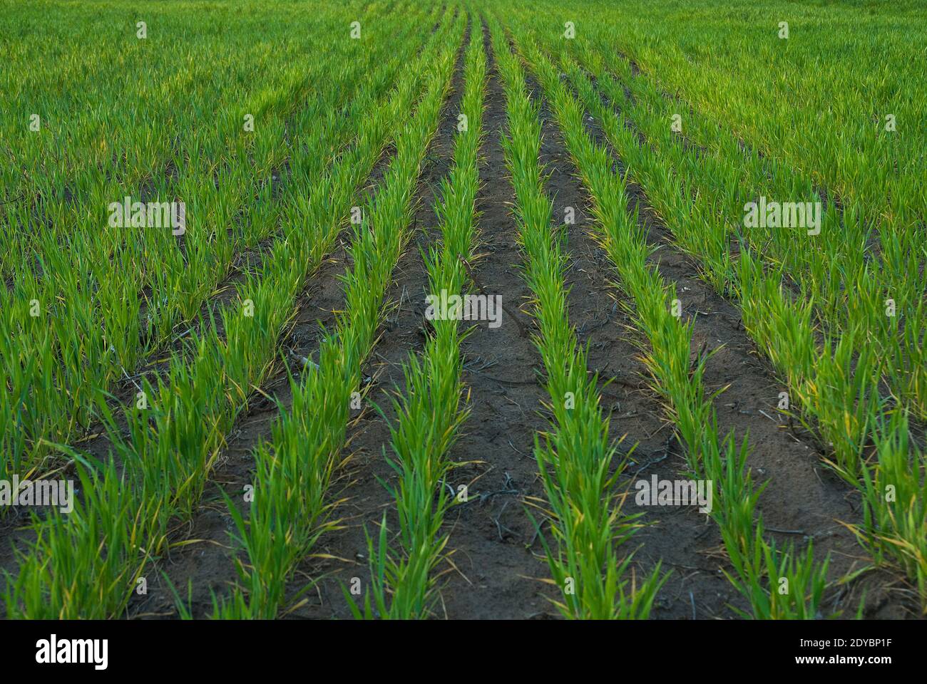 Pampas Landschaft, Argentinien Stockfoto