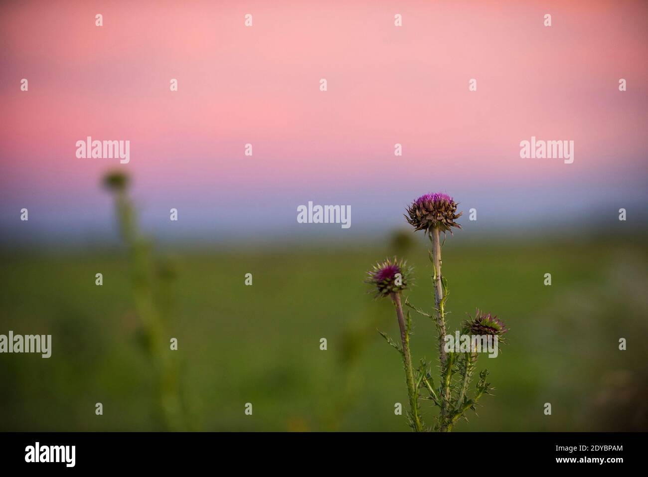 Pampas Landschaft, Argentinien Stockfoto