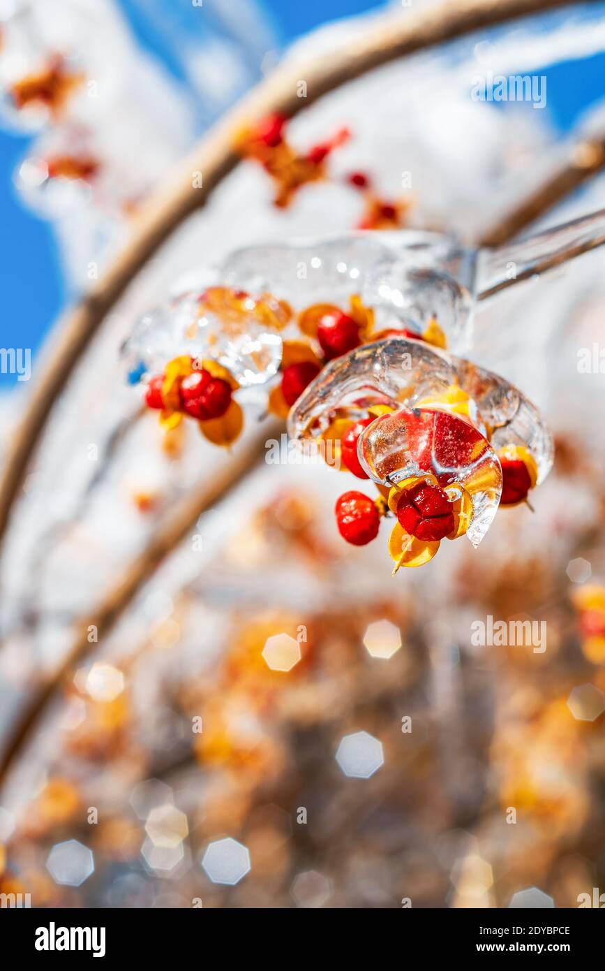 Wunderschöne Wintersaison. Äste mit roten orangefarbenen Beeren, bedeckt mit glitzerndem Schnee und Eis, leuchten in der Sonne. Frostiges Schneewetter. Stockfoto