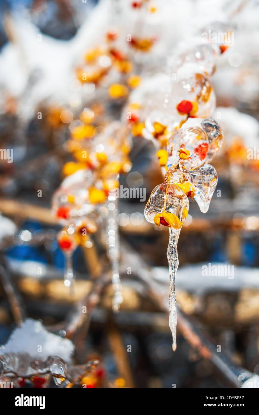 Wunderschöne Wintersaison. Äste mit roten orangefarbenen Beeren, bedeckt mit glitzerndem Schnee und Eis, leuchten in der Sonne. Winter frostigen Schnee Wetter. Stockfoto