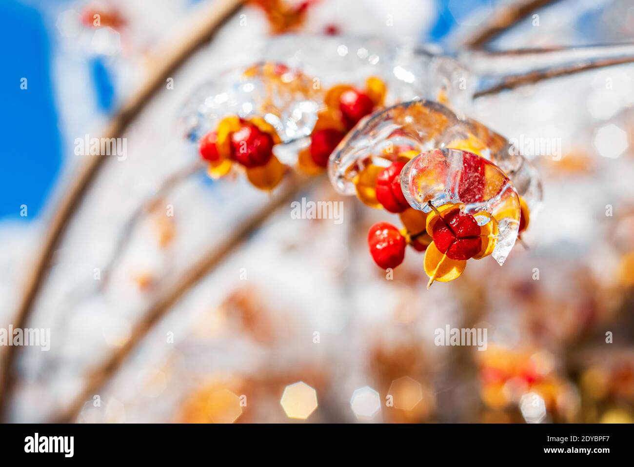 Äste mit roten orangefarbenen Beeren, bedeckt mit glitzerndem Eis und Schnee, leuchten in der Sonne. Winter frostigen Schnee Wetter. Natürlicher festlicher Hintergrund. Stockfoto