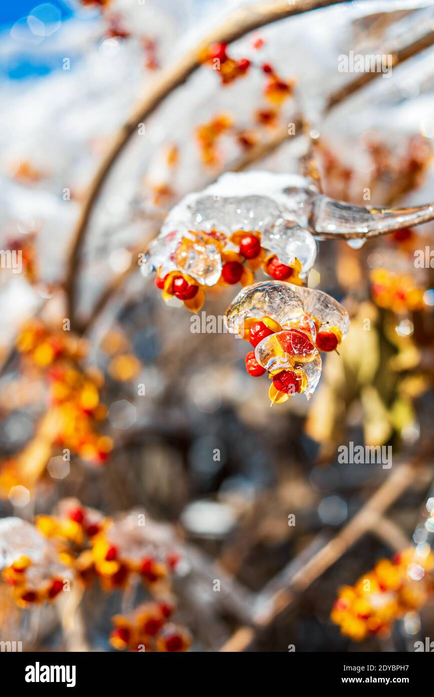 Äste mit roten orangefarbenen Beeren, bedeckt mit glitzerndem Schnee und Eis, leuchten in der Sonne. Frostiges Schneewetter. Wunderschöne Wintersaison. Stockfoto