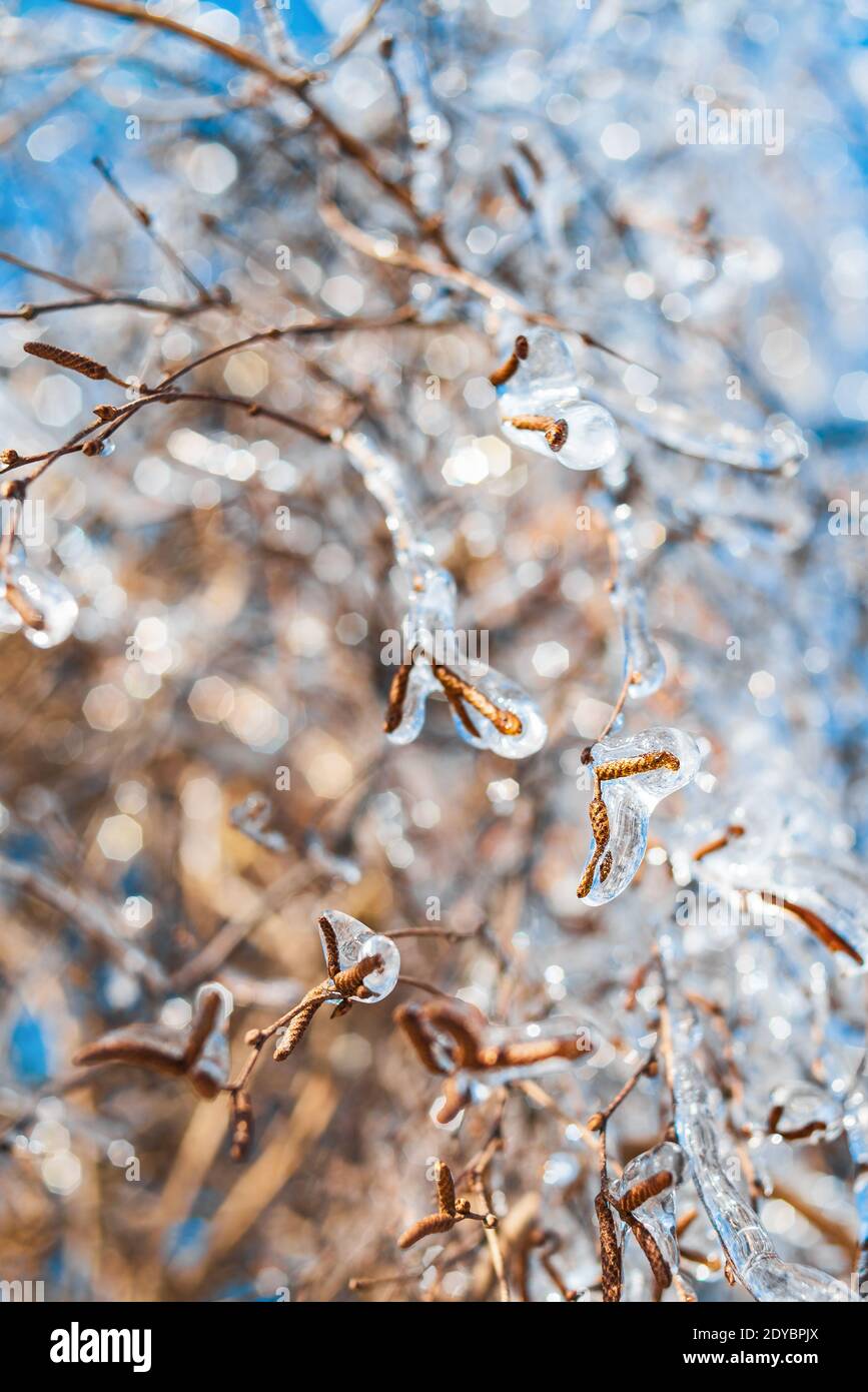 Wunderschöne Wintersaison. Äste, die mit glitzerndem Eis und Schnee bedeckt sind, scheinen in der Sonne. Frostiges Schneewetter. Natürlicher festlicher Hintergrund. Stockfoto