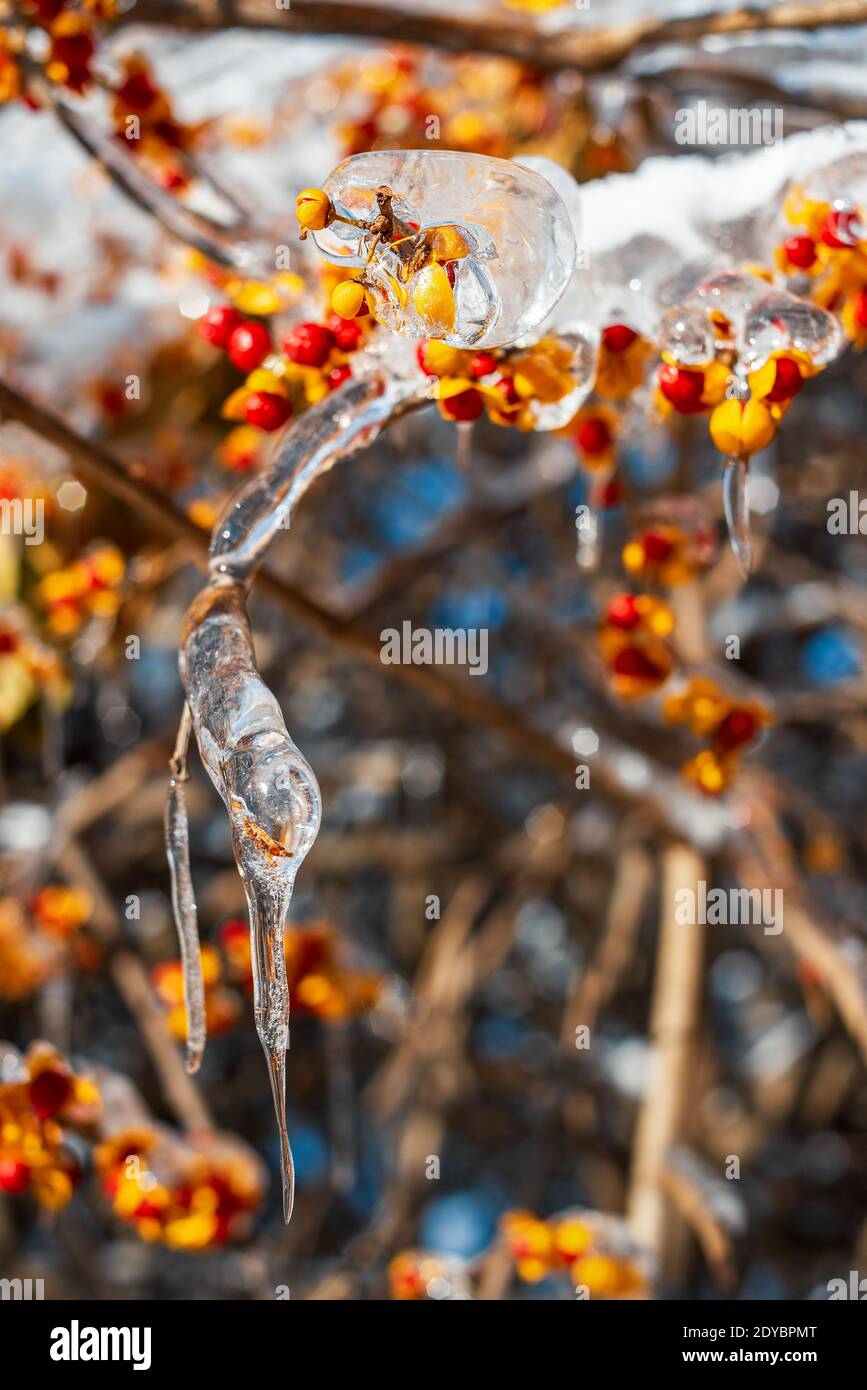 Äste mit roten orangefarbenen Beeren, bedeckt mit glitzerndem Schnee und Eis, leuchten in der Sonne. Schneebedecktes frostiges Wetter. Wunderschöne Wintersaison. Stockfoto