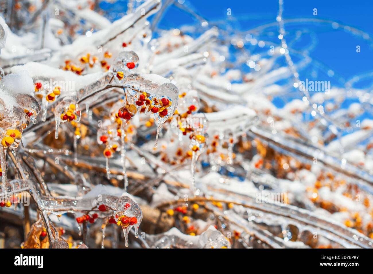 Baumzweige mit roten orangefarbenen Beeren, bedeckt mit glitzerndem Schnee und Eis, die auf dem blauen Himmel Hintergrund leuchten. Winter frostigen Schnee Wetter. Stockfoto