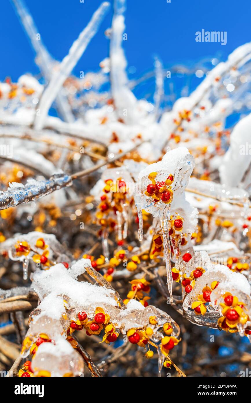 Baumzweige mit roten orangefarbenen Beeren, bedeckt mit glitzerndem Schnee und Eis, die auf dem blauen Himmel Hintergrund leuchten. Winter frostigen Schnee Wetter. Stockfoto