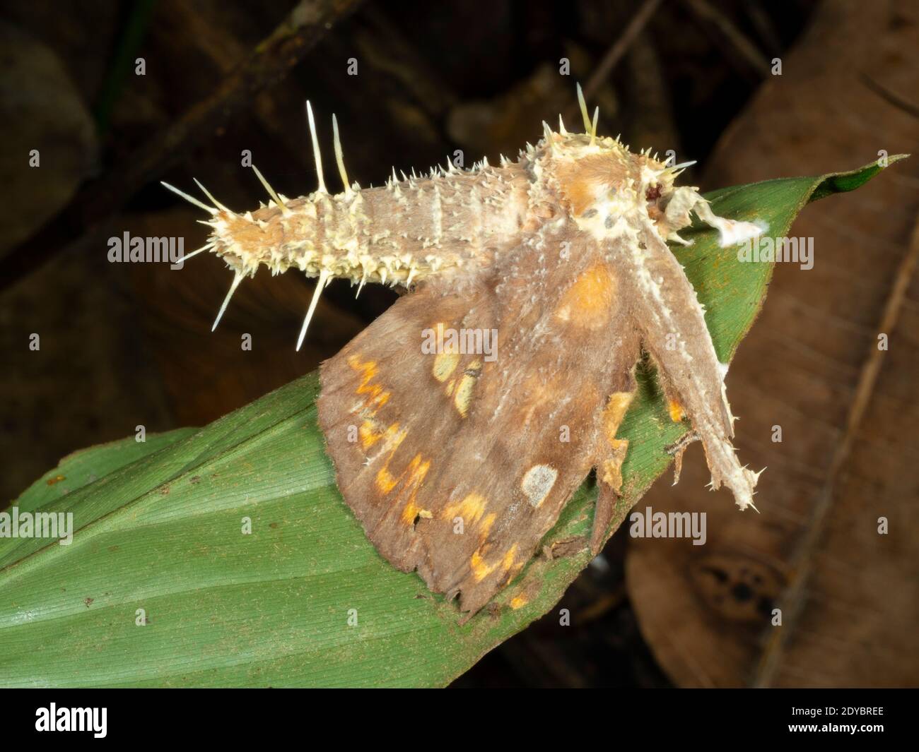 Cordyceps Pilz infizieren eine Motte in den Regenwald Unterwuchs, Ecuador Stockfoto