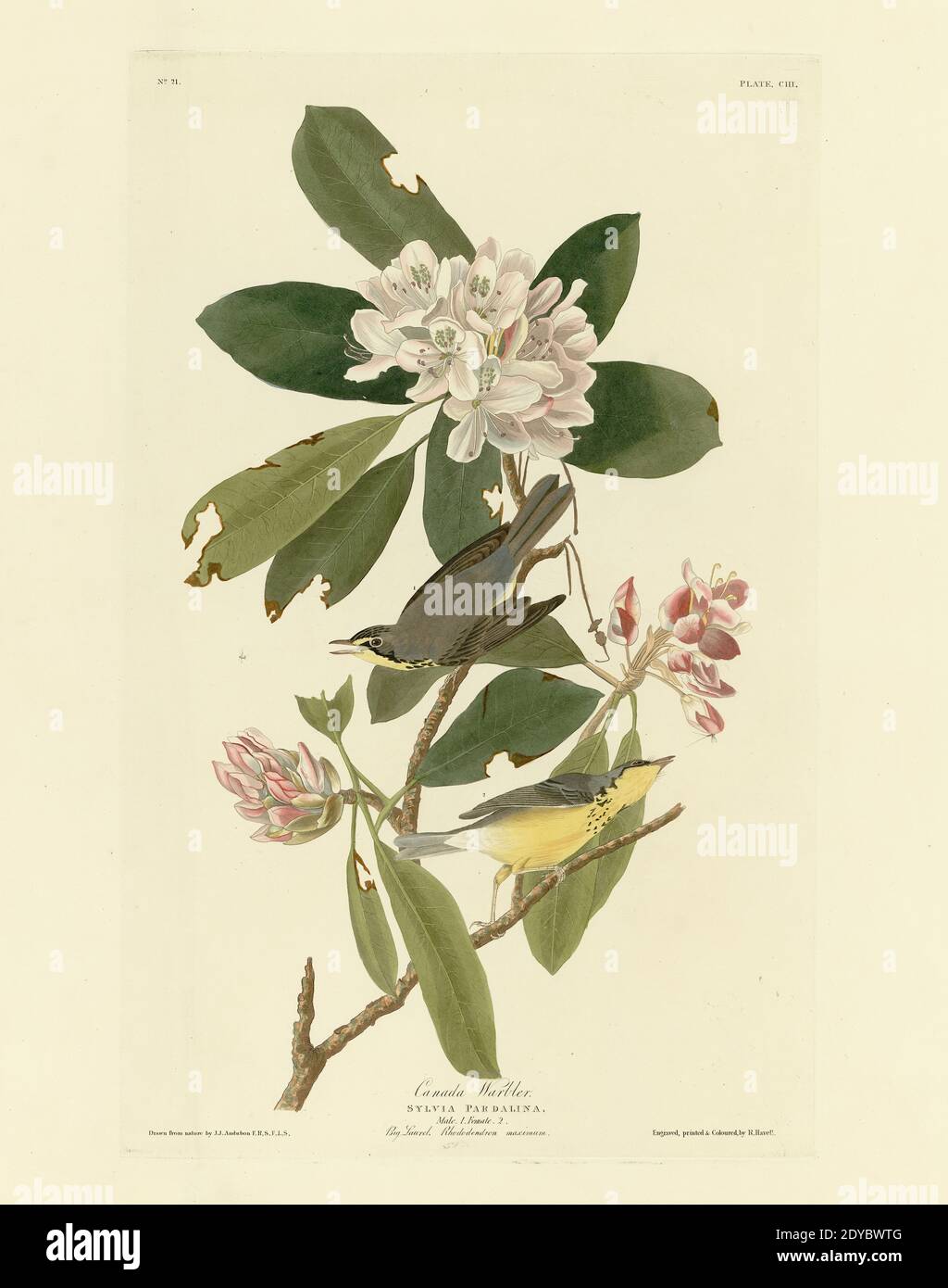 Platte 103 Canada Warbler, aus der Birds of America Folio (1827–1839) von John James Audubon - sehr hohe Auflösung und Qualität bearbeitete Bild Stockfoto