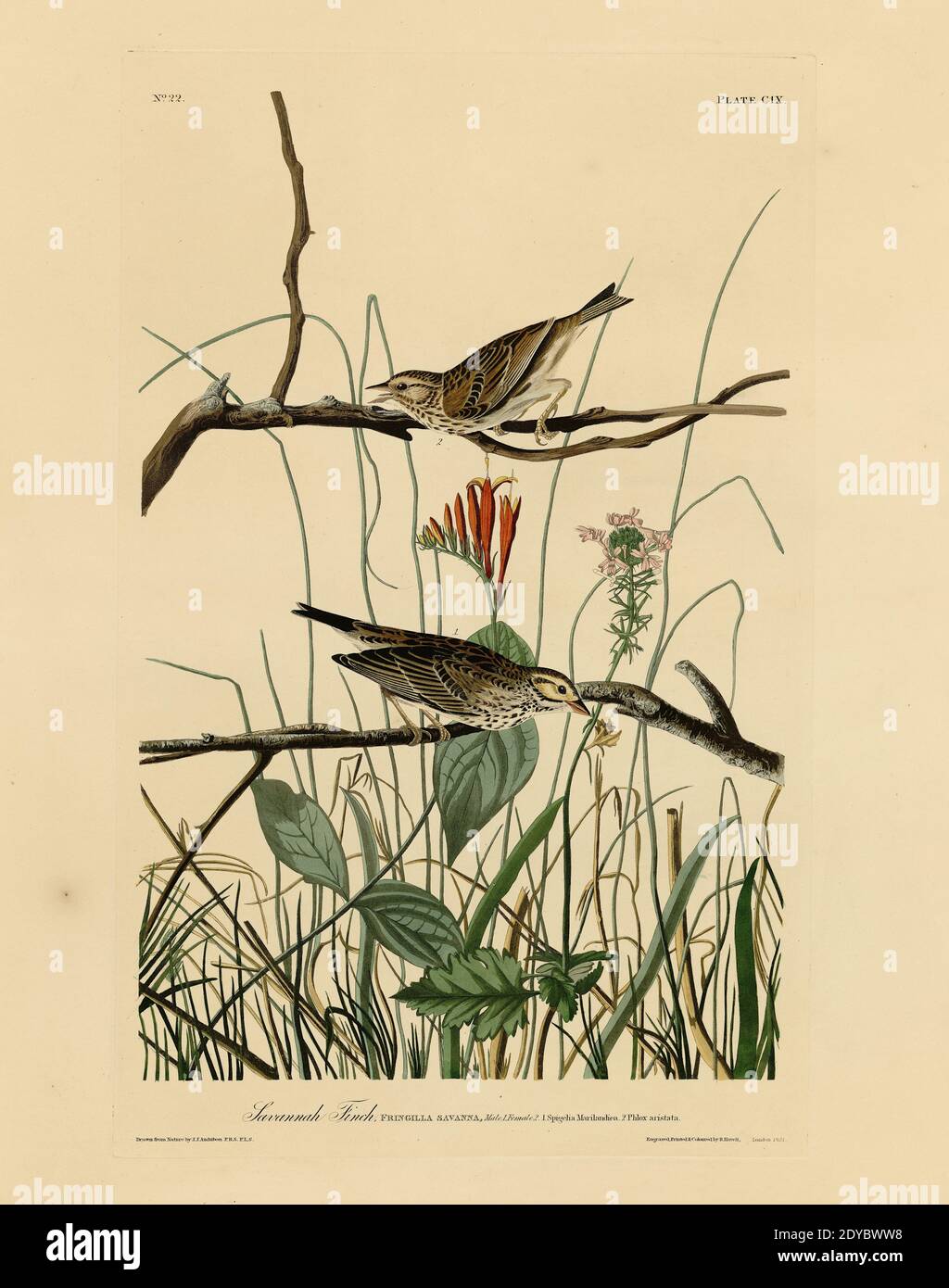 Platte 109 Savannah Finch, aus dem Birds of America Folio (1827–1839) von John James Audubon - sehr hohe Auflösung und Qualität bearbeitete Bild Stockfoto