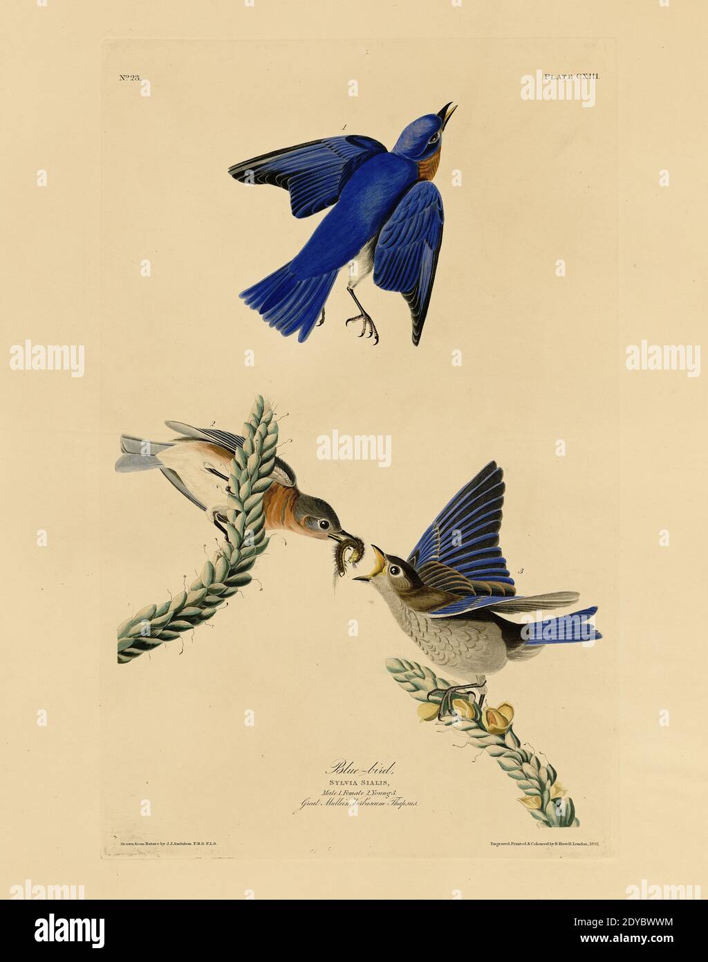 Platte 113 Blauer Vogel, aus dem Birds of America Folio (1827–1839) von John James Audubon - sehr hohe Auflösung und Qualität bearbeitete Bild Stockfoto