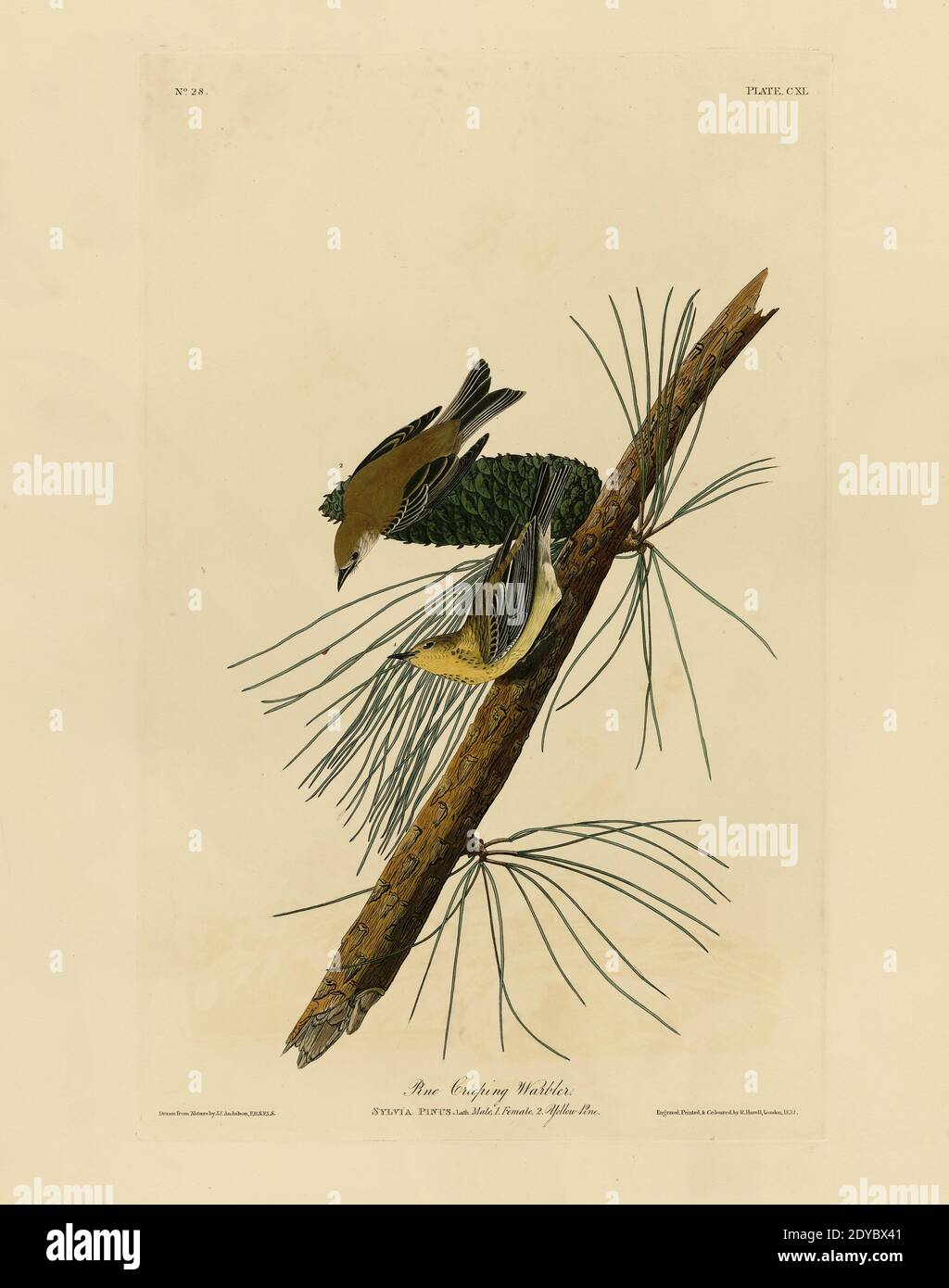 Platte 140 Pine Creeping Warbler, aus der Birds of America Folio (1827–1839) von John James Audubon - sehr hohe Auflösung und Qualität bearbeitete Bild Stockfoto