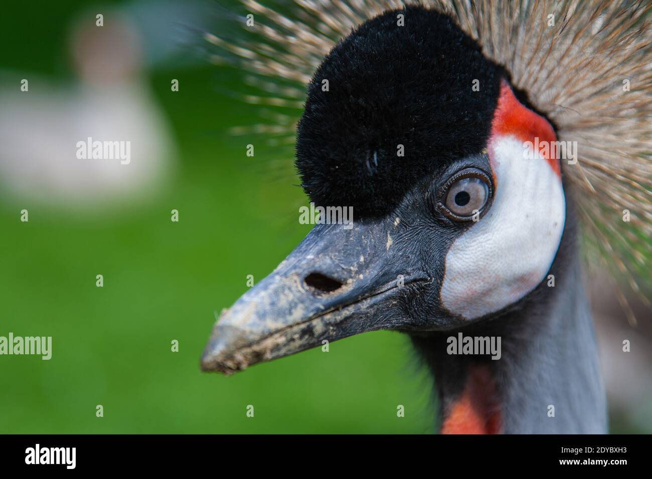 Schwarz gekrönter Kranichvogel aus nächster Nähe Stockfoto
