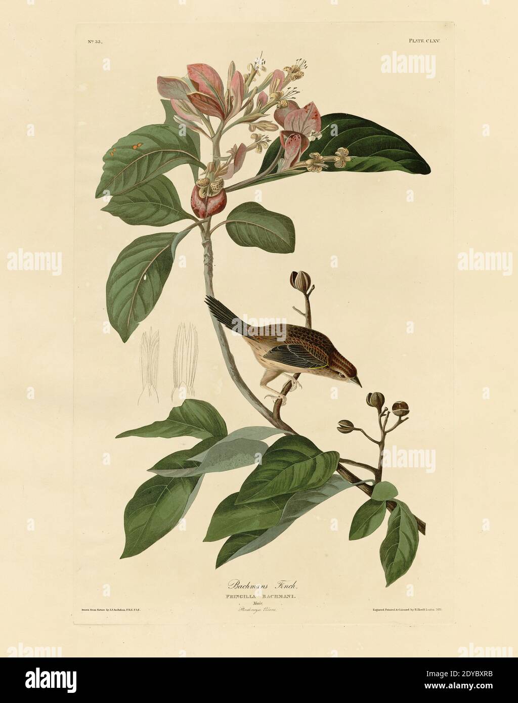 Platte 165 Bachmans Finch, aus der Birds of America Folio (1827–1839) von John James Audubon - sehr hohe Auflösung und Qualität bearbeitete Bild Stockfoto