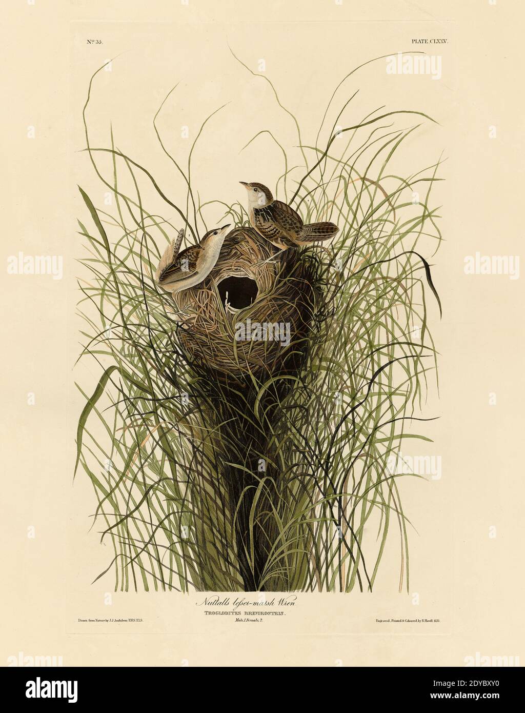 Platte 175 Nuttall's Lesser-Sumpf Wren, aus der Birds of America Folio (1827–1839) von John James Audubon - sehr hohe Auflösung und Qualität ima bearbeitet Stockfoto