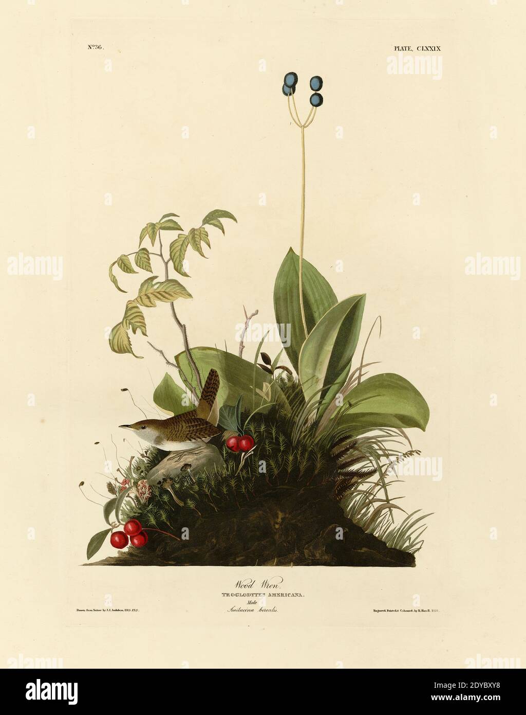 Platte 179 Holzwren, aus dem Birds of America Folio (1827–1839) von John James Audubon - sehr hohe Auflösung und Qualität bearbeitete Bild Stockfoto