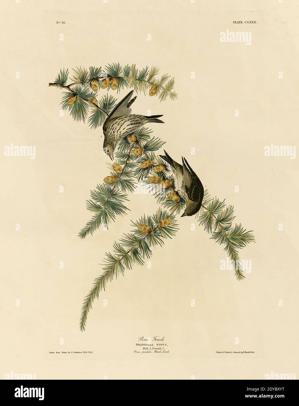 Platte 180 Pine Finch, aus der Birds of America Folio (1827–1839) von John James Audubon - sehr hohe Auflösung und Qualität bearbeitete Bild Stockfoto