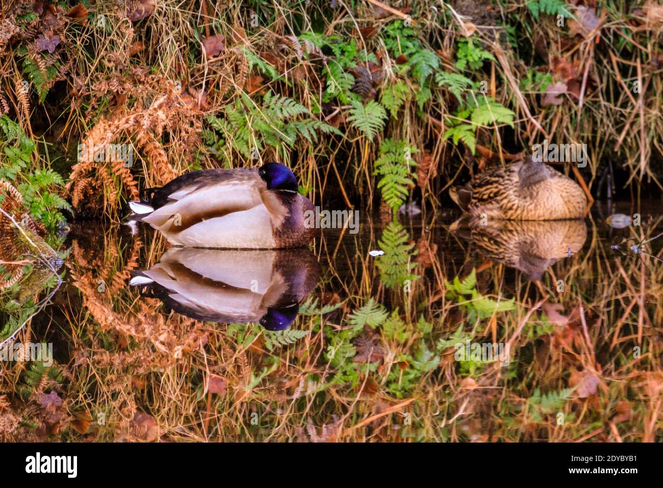 Perfekte weihnachtsente Fotos und Bildmaterial in hoher Auflösung Alamy