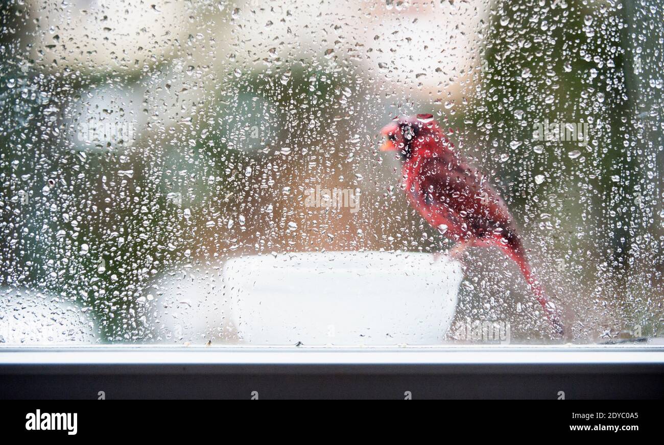 Nördlicher Kardinal am Fensterheber Stockfoto