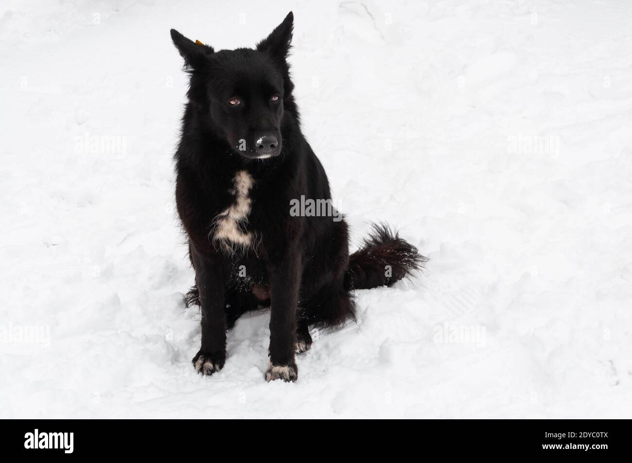 Ein streunender schwarzer Hund mit einem speziellen Anhänger oder Clip am Ohr. Spezielle gelbe Clip mit den Zeichen. Lösung des Problems der Sozialisierung und Rechnungslegung Stockfoto