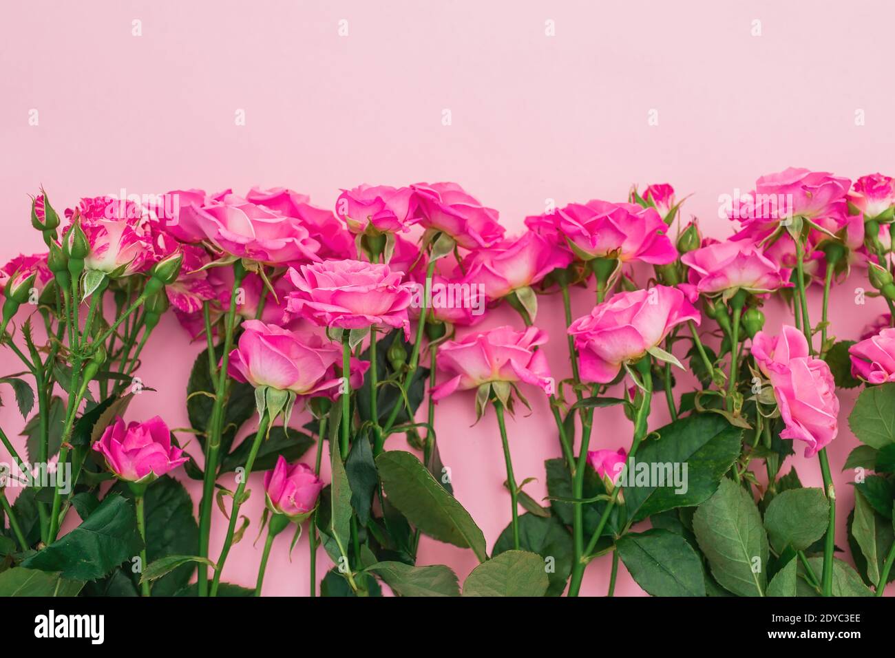 Valentinstag. Blumenrahmen mit rosa Rosen Blumen auf rosa Hintergrund. Flach liegend, Draufsicht. Stockfoto