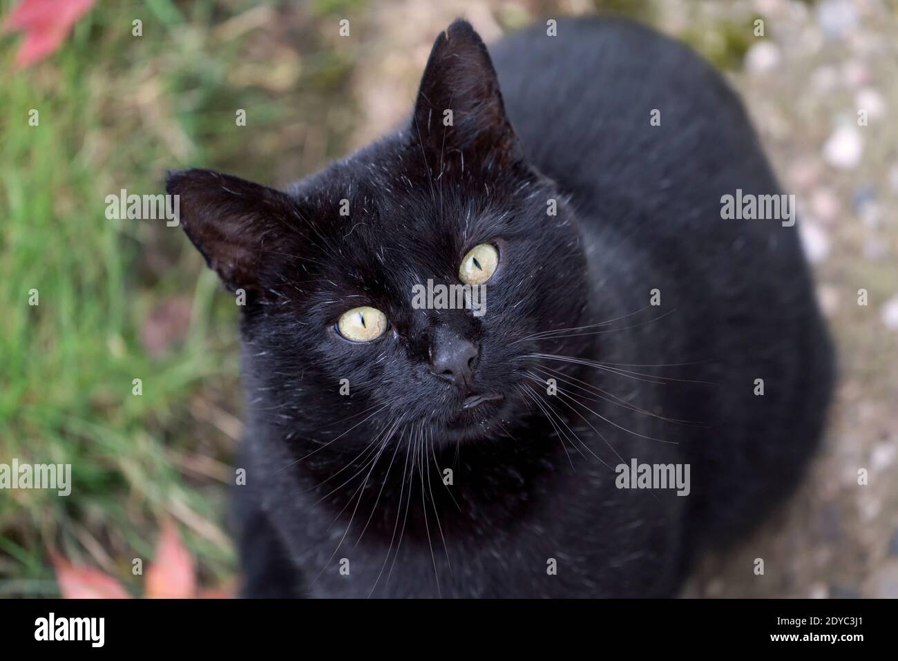 Schwarze Katze, Felis catus, nach oben schauend, Stockfoto
