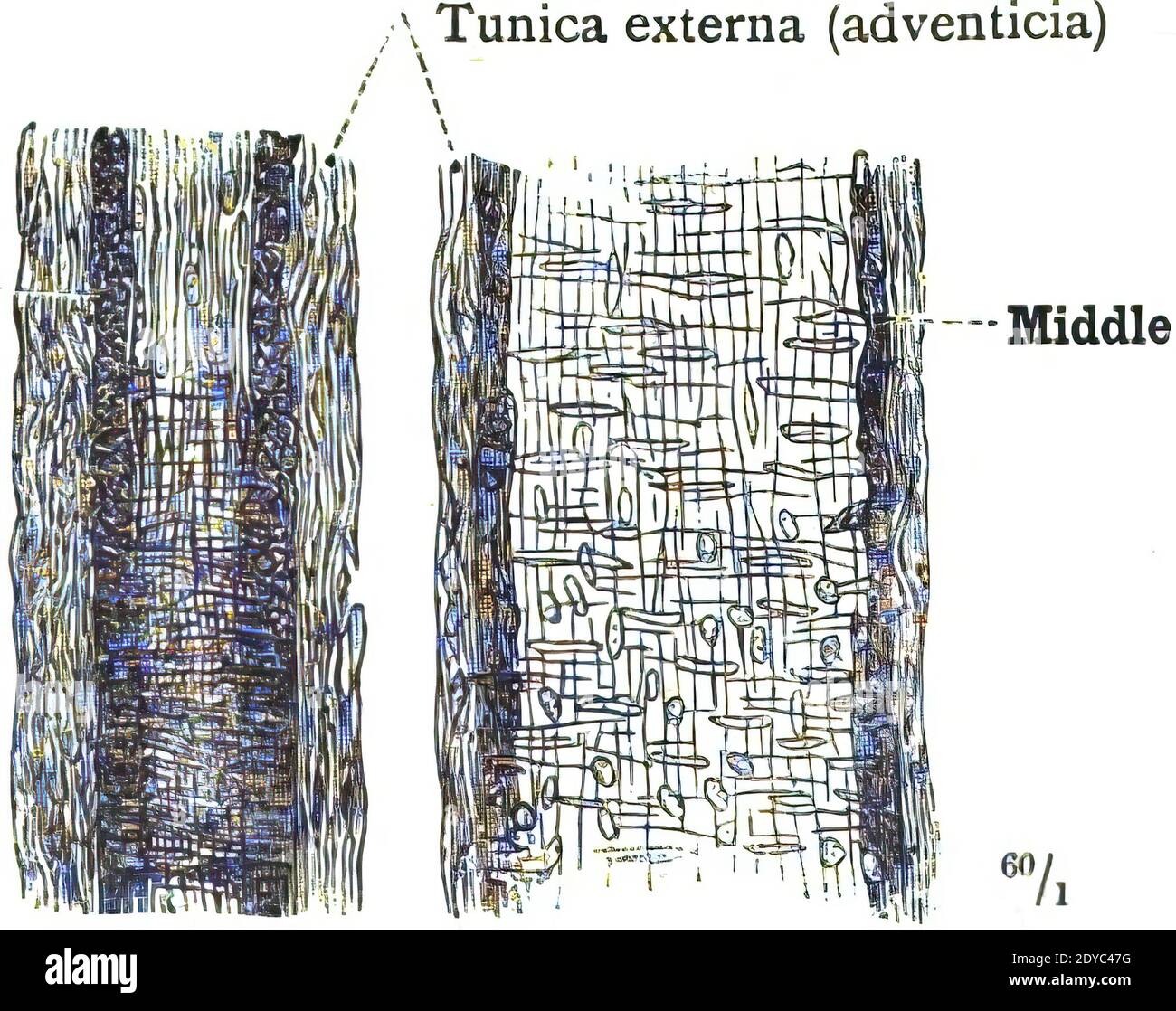 Eine Illustration der Tunica externa der menschlichen Anatomie gegen