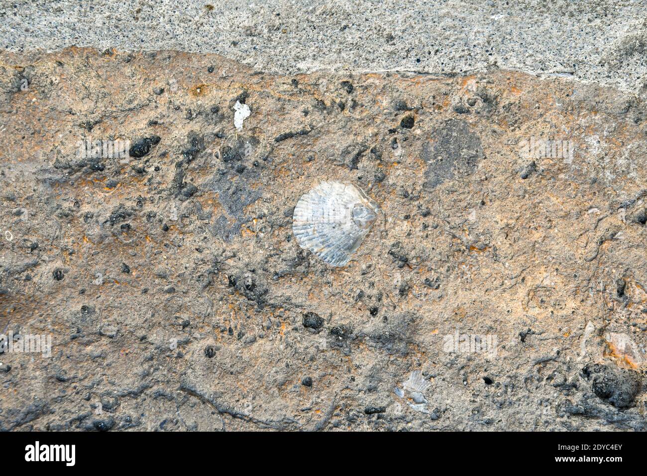 Hochwinkel Ansicht eines alten Steinbodens mit Fragmenten von fossilen Muscheln in einer Straße des historischen Zentrums von Volterra, Pisa, Toskana, Italien Stockfoto